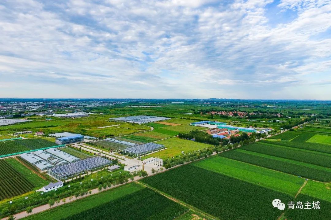 焦点访谈专访青岛市委书记,莱西市委书记周科