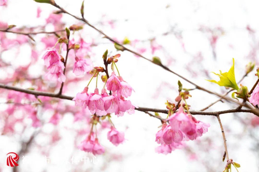 福清赏樱花,福清粉色樱花