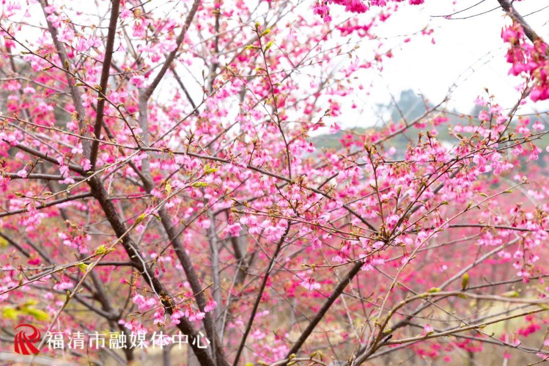 福清赏樱花,福清粉色樱花