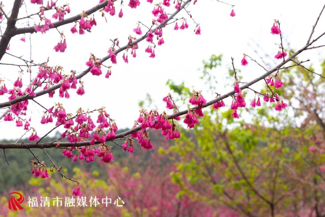 福清赏樱花,福清粉色樱花