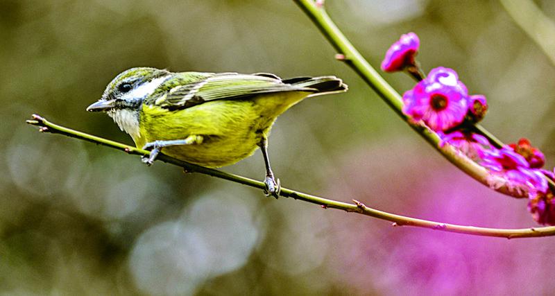 悠悠寸草心报春晖,谁言寸草心报春晖