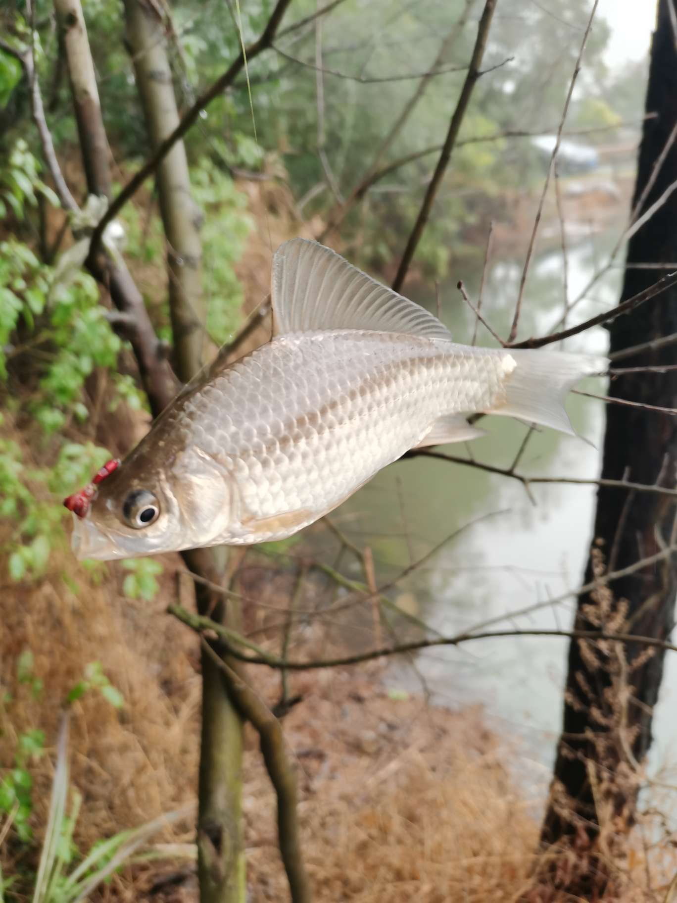 初春传统钓思路需得当不走空军路,初春传统钓鲫鱼