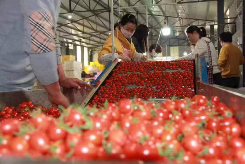 青岛农村养殖创业项目,青岛农村创业项目招商