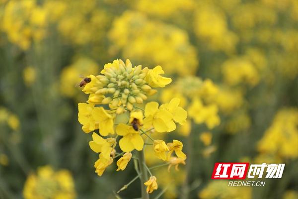 新田油菜花开扮靓乡村春景,油菜花开蜜蜂采蜜