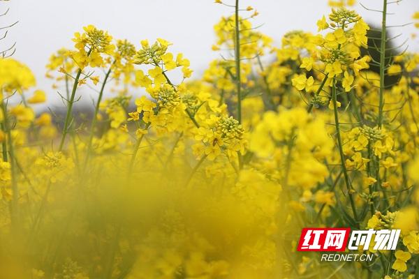 新田油菜花开扮靓乡村春景,油菜花开蜜蜂采蜜