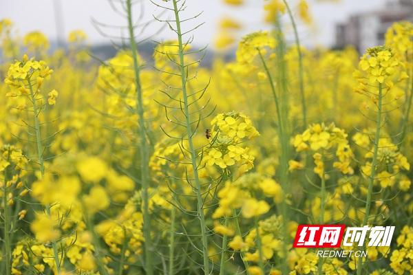 新田油菜花开扮靓乡村春景,油菜花开蜜蜂采蜜