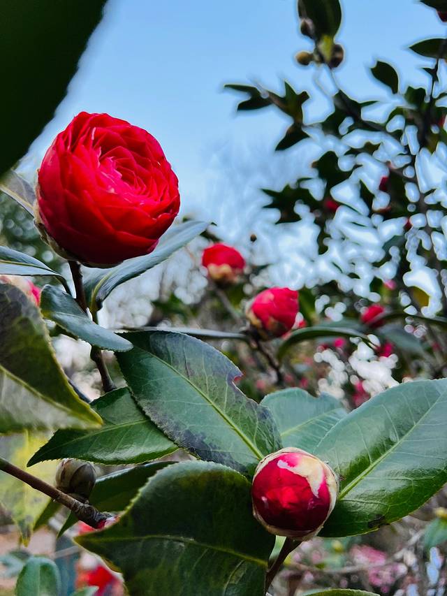 去四川5日游攻略,去云南和四川攻略