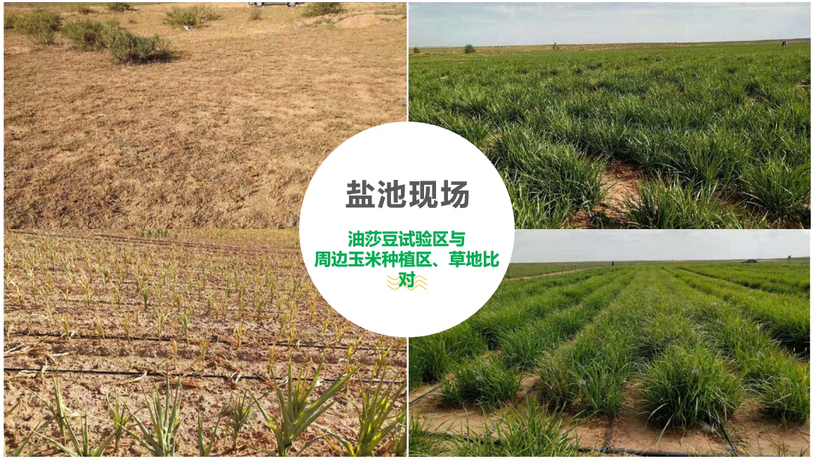 高油大豆高产栽培技术,高产油豆种