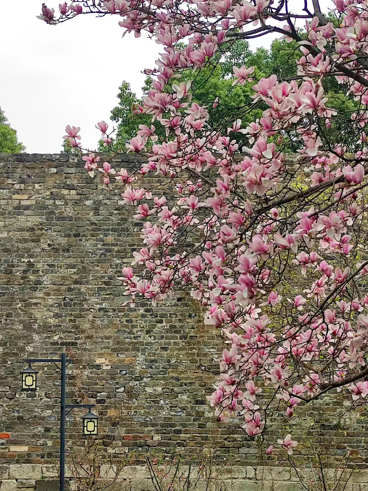 3月赏花全攻略,上班路上赏花走花路