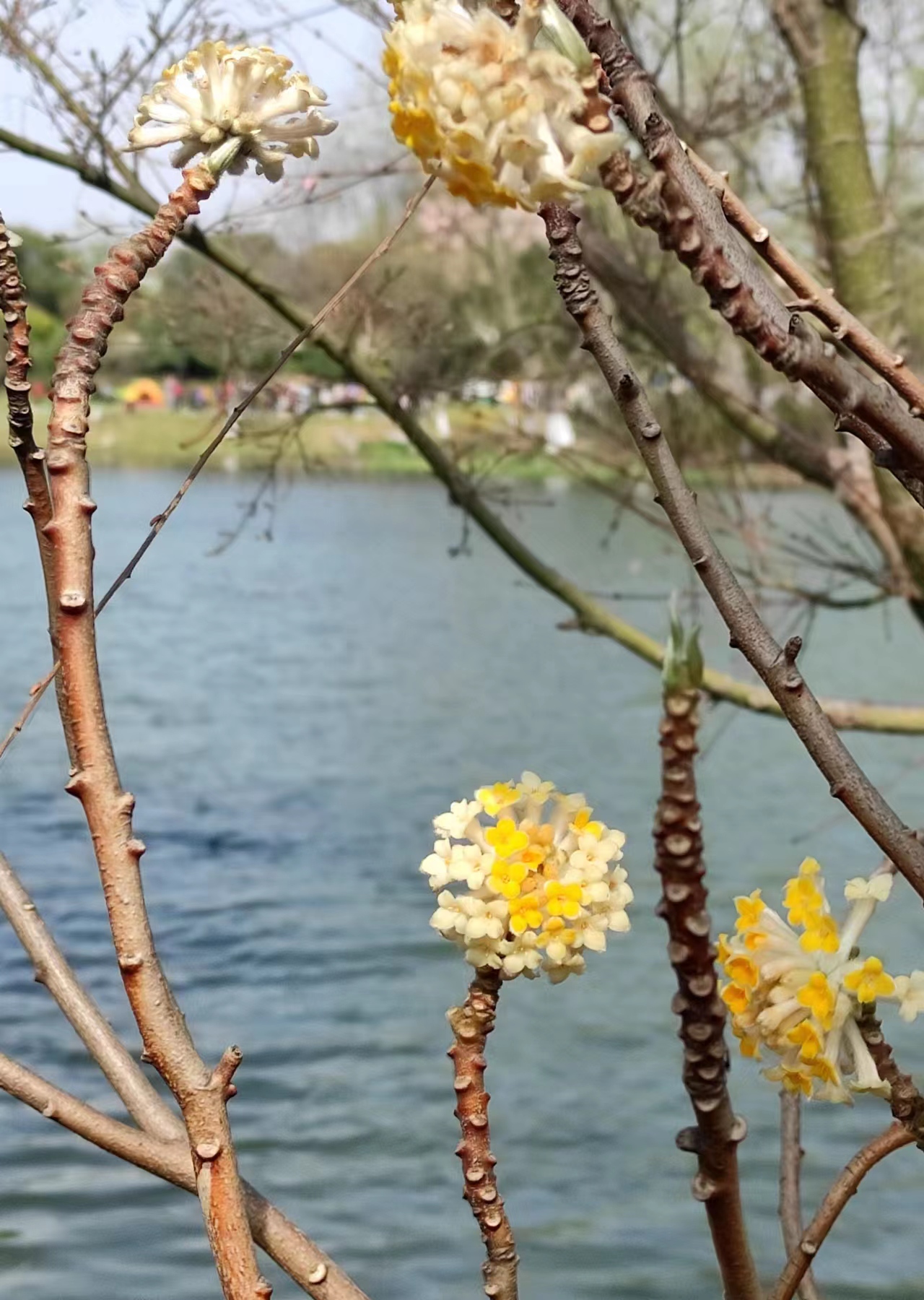 3月赏花全攻略,上班路上赏花走花路