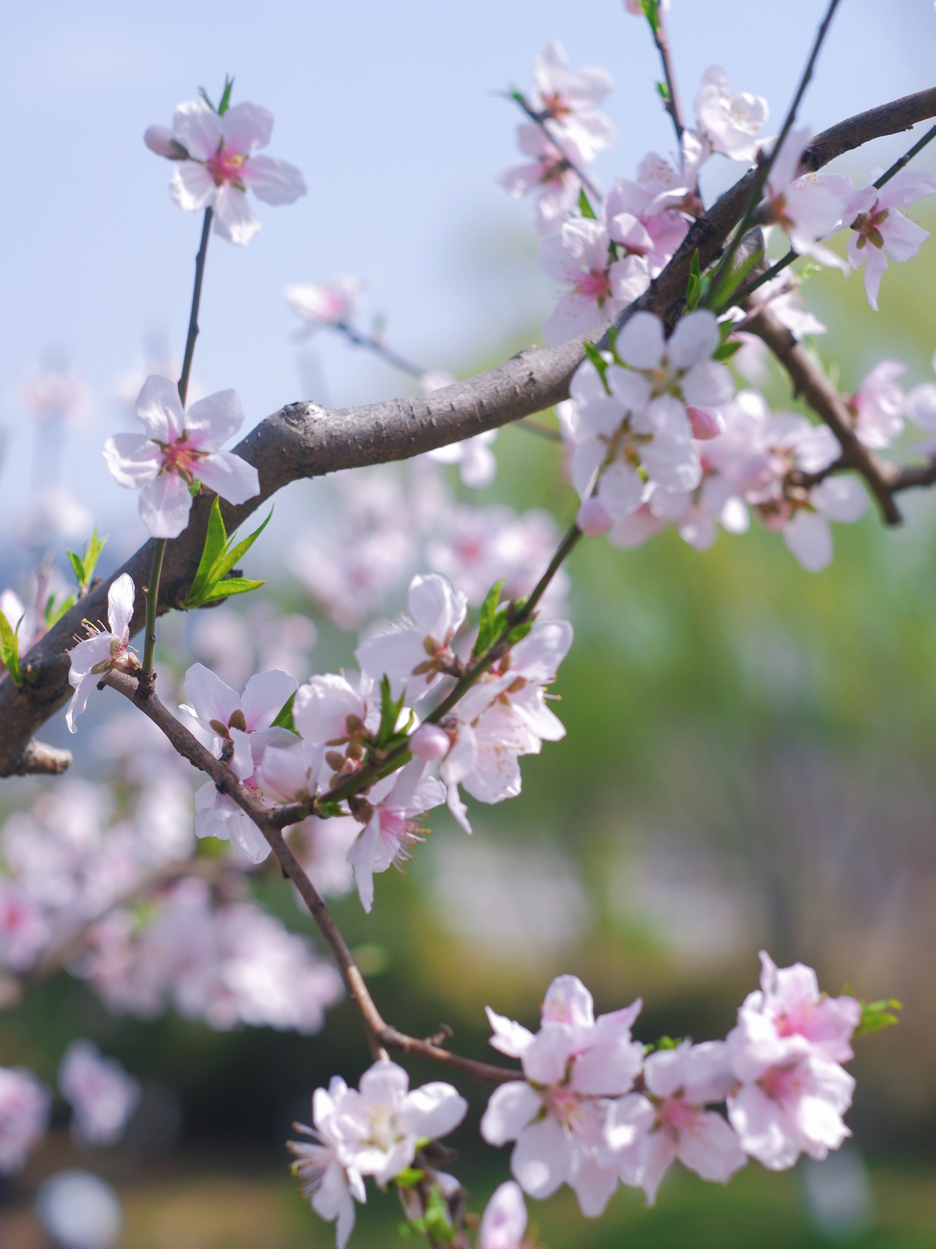 3月赏花全攻略,上班路上赏花走花路
