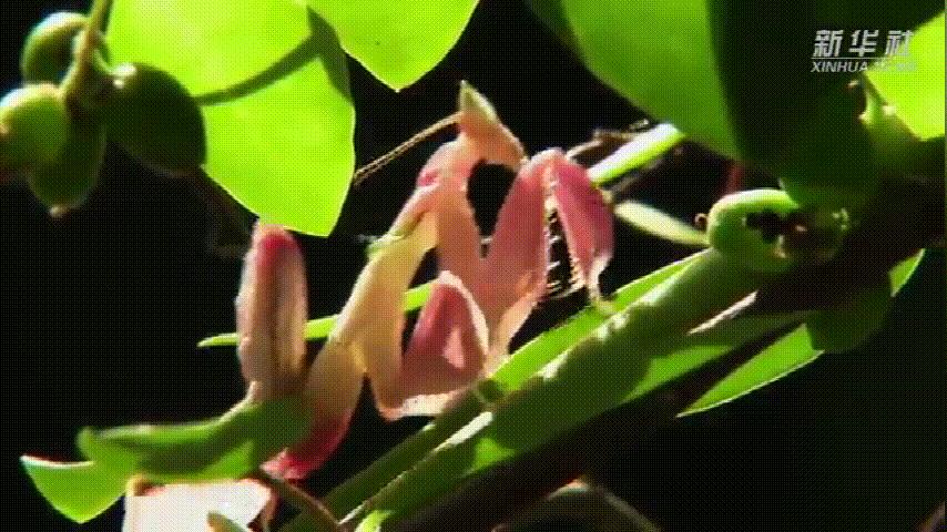 云南的西双版纳是什么样子,云南西双版纳是什么样的地方