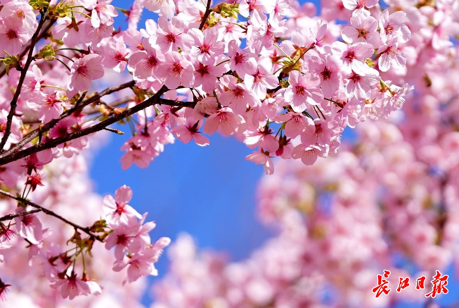 少女心粉色系美图,春季美图高清粉色系