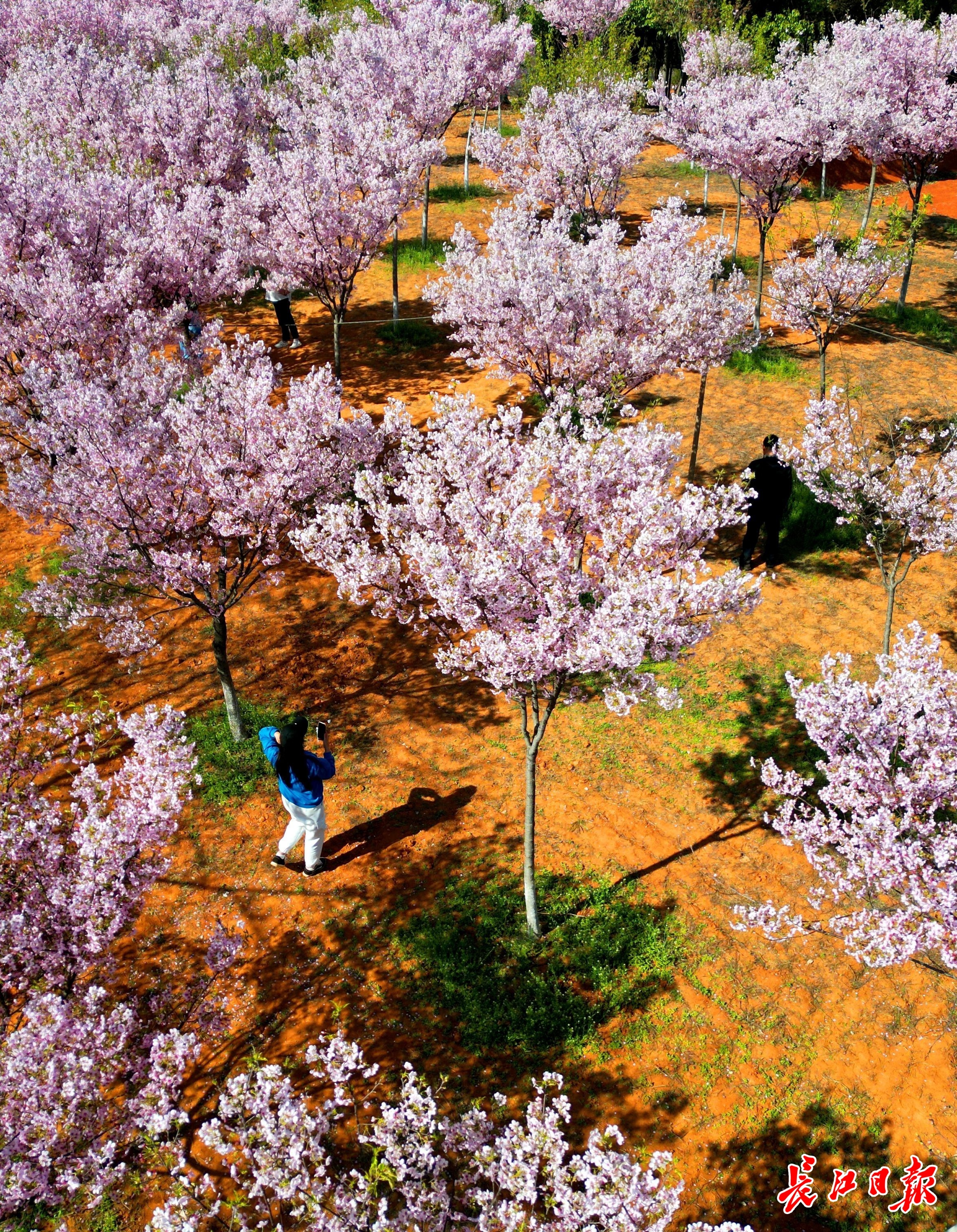 少女心粉色系美图,春季美图高清粉色系