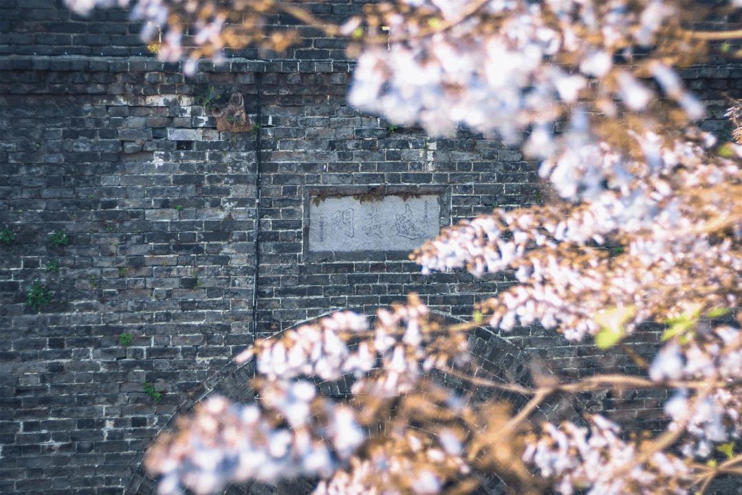 荆州赏樱,中国十大赏樱胜地最值得去的