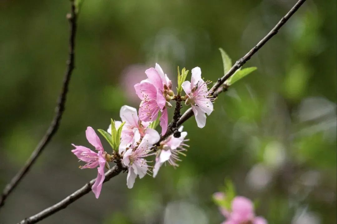 春日赏花先识花，识花先看这一篇~