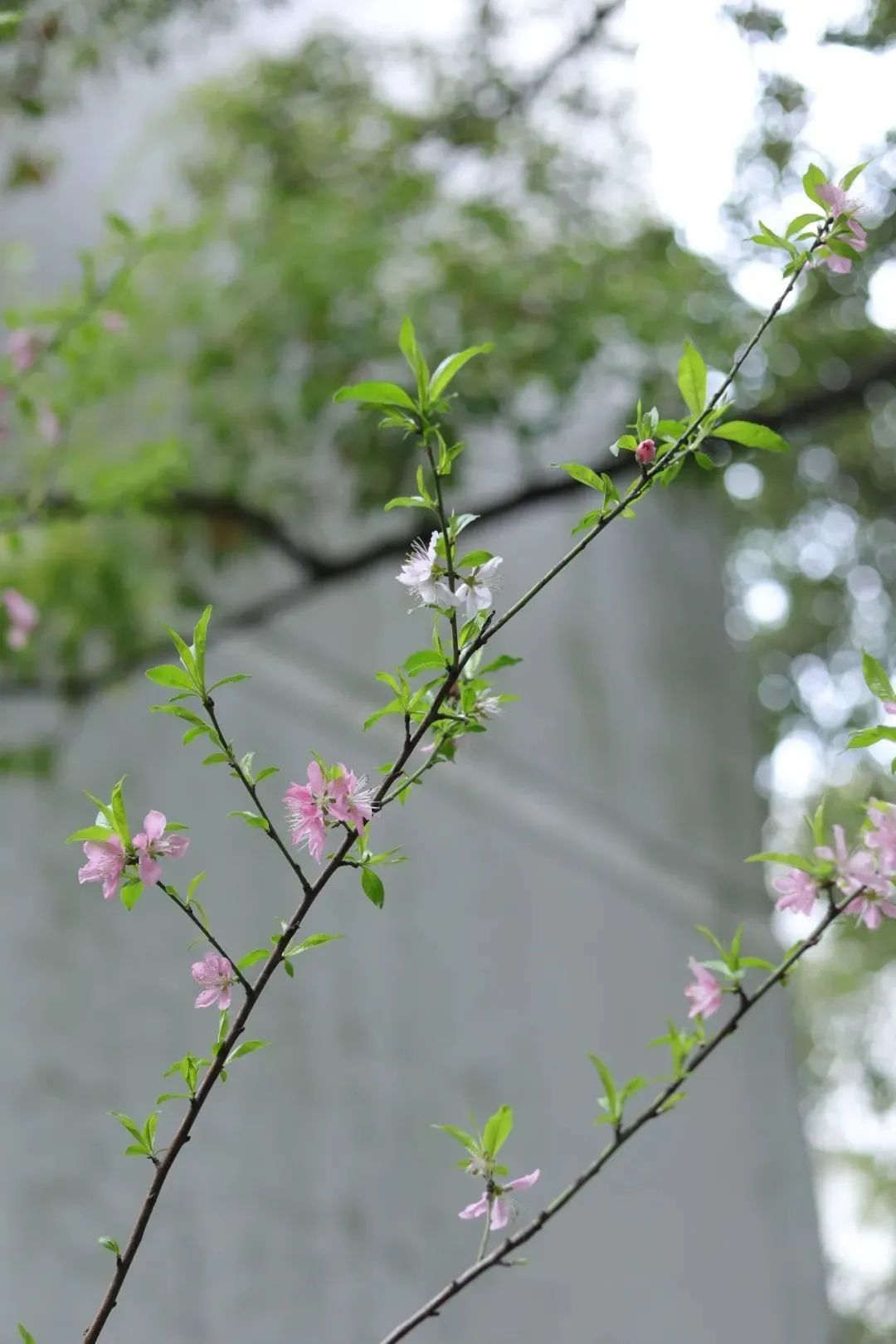春日赏花先识花，识花先看这一篇~