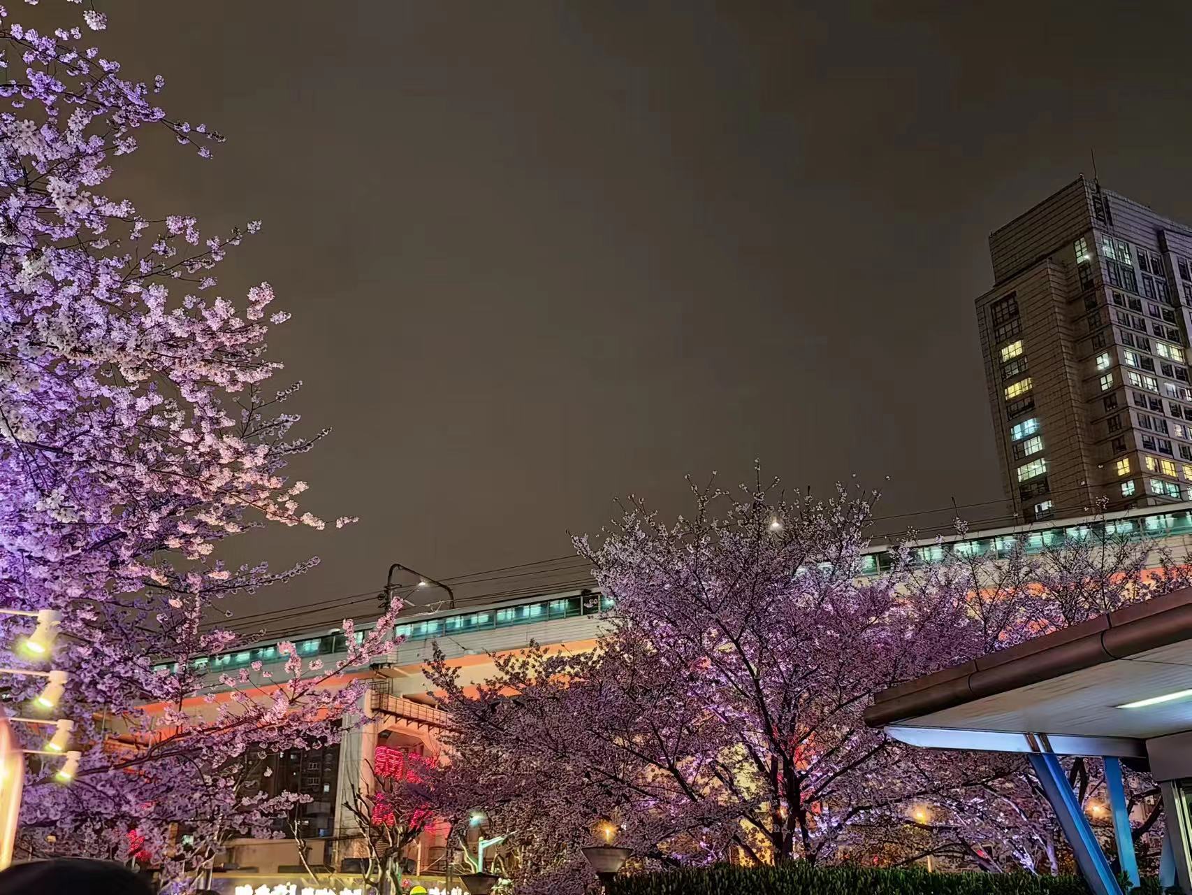 周末相约赏樱花,相约周末赏樱花
