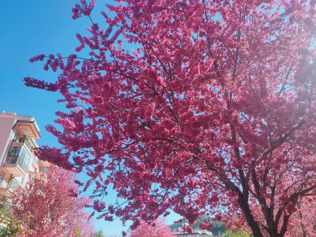 有一种叫云南的生活|云南的“宝藏绿化带”里可不只有迷迭香!