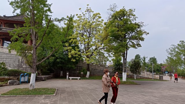 有一种叫云南的生活｜云南的“宝藏绿化带”里可不只有迷迭香！