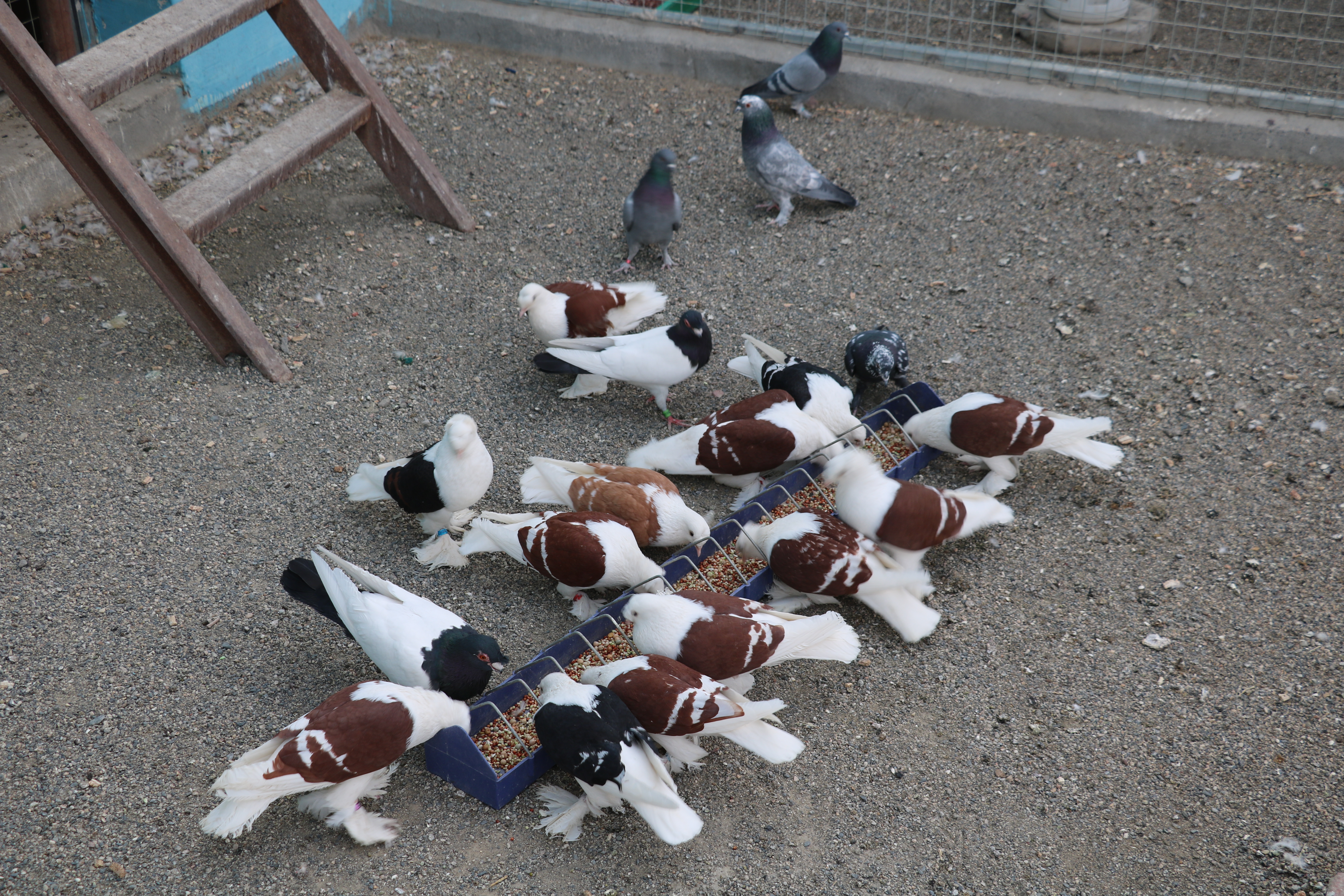 兰干乡：致富路上“鸽”声嘹亮