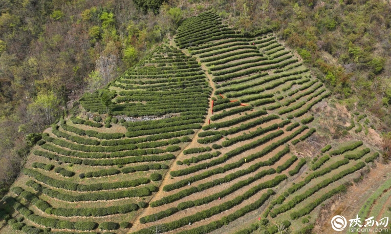 追光的新农人｜唐果：从媒体人到茶叶新农人热情永不变