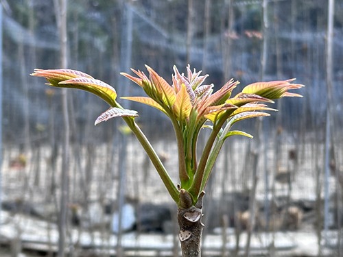 农村小伙回农村创业做农产品电商,小伙子返乡创业帮农民卖出农产品