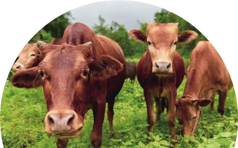 让土特产产业推动乡村振兴,湘西农产品公共品牌