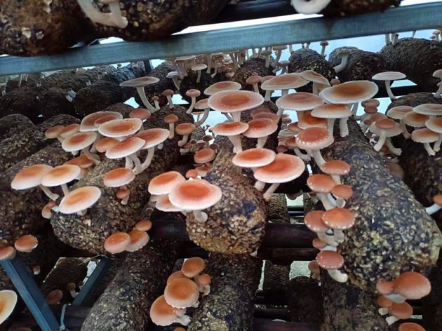腾冲香菌菇种植,腾冲香蕈种植