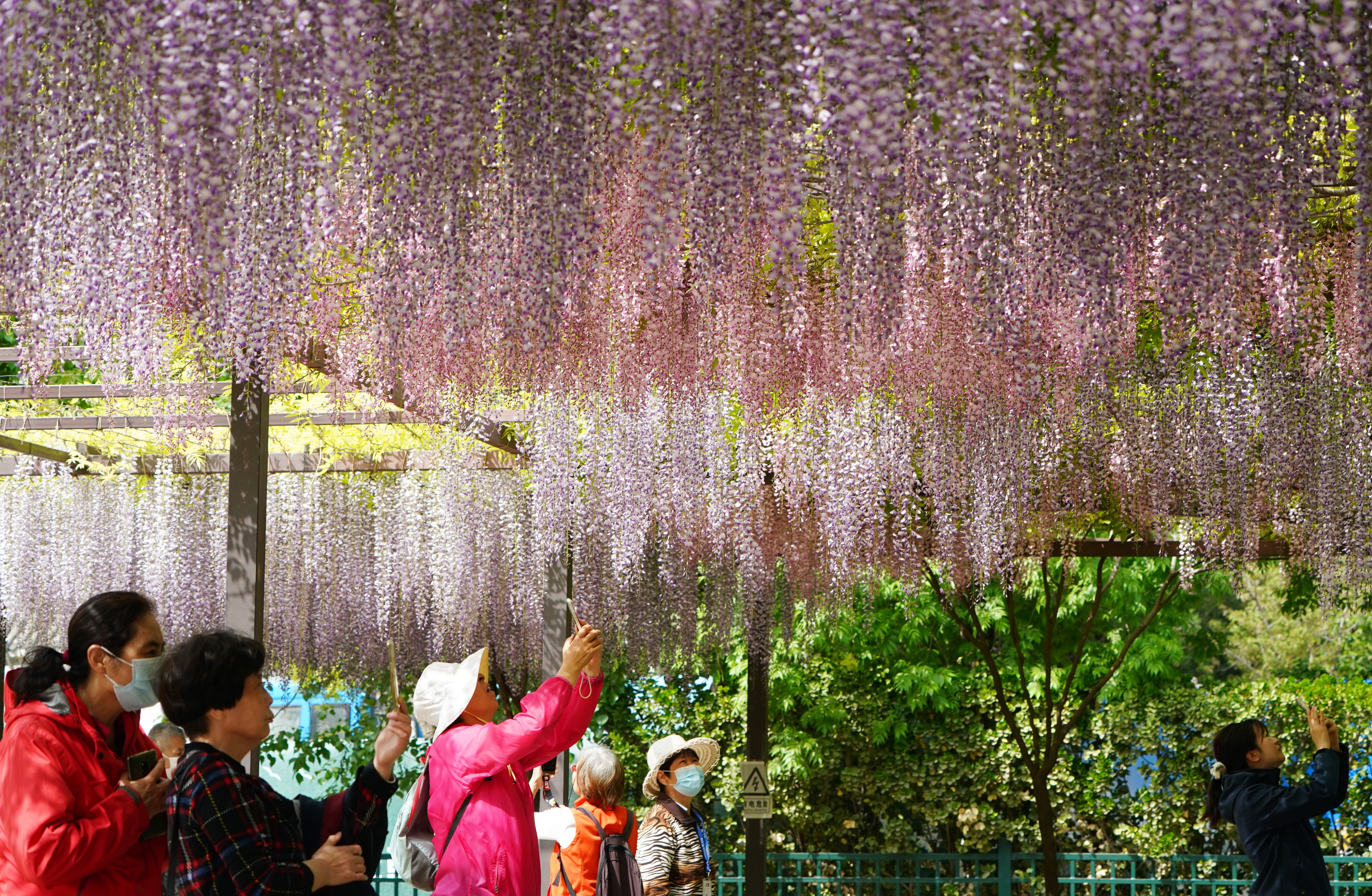 玉渊潭紫藤花海,紫色的海洋歌曲原唱