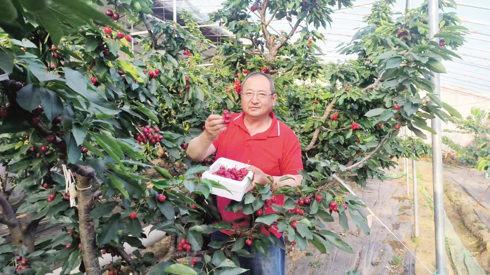 樱桃熟了百姓笑了：“齐鲁乡村之星”李从学带领百姓走上致富路