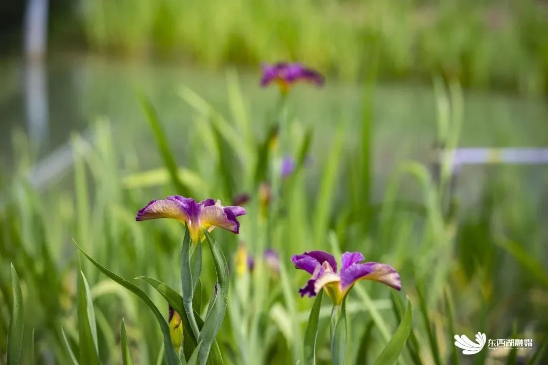 武汉东西湖碧海花园,武汉最大的城中湖东湖
