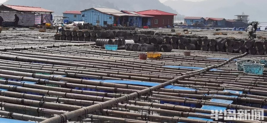 鲜参多少斤能出一斤淡干海参,北参南养开始了吗