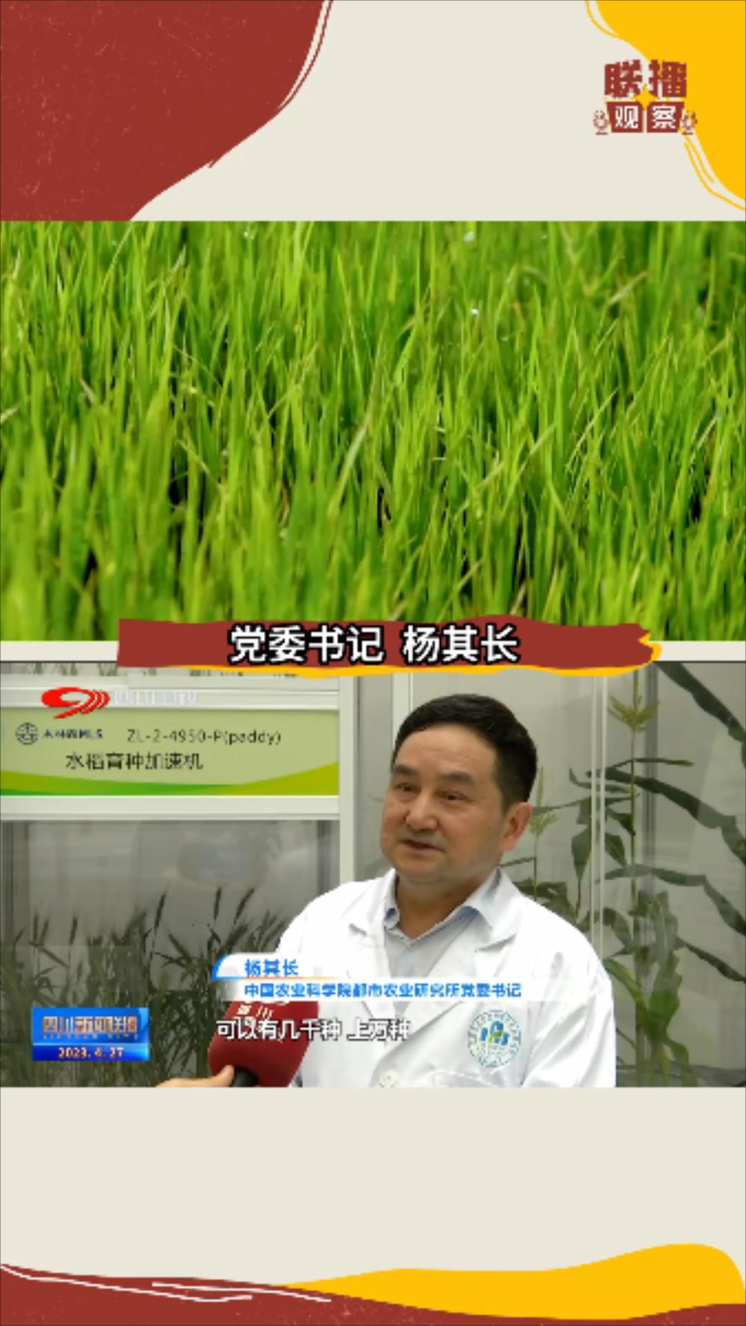 新闻联播水稻种植视频,最新的水稻新闻视频