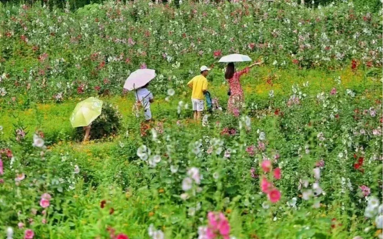 来金堂赏花,成都金堂风景