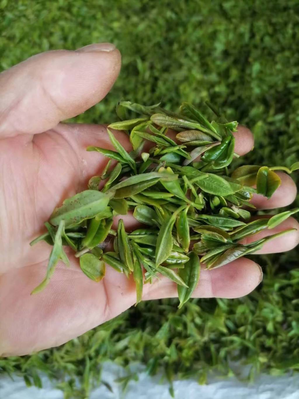 半岛调查,半岛调查线上营销方案