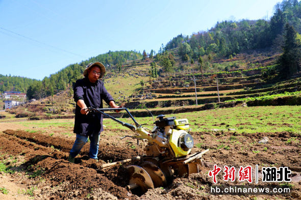 湖北农村致富夫妻,种烟致富的农村生活
