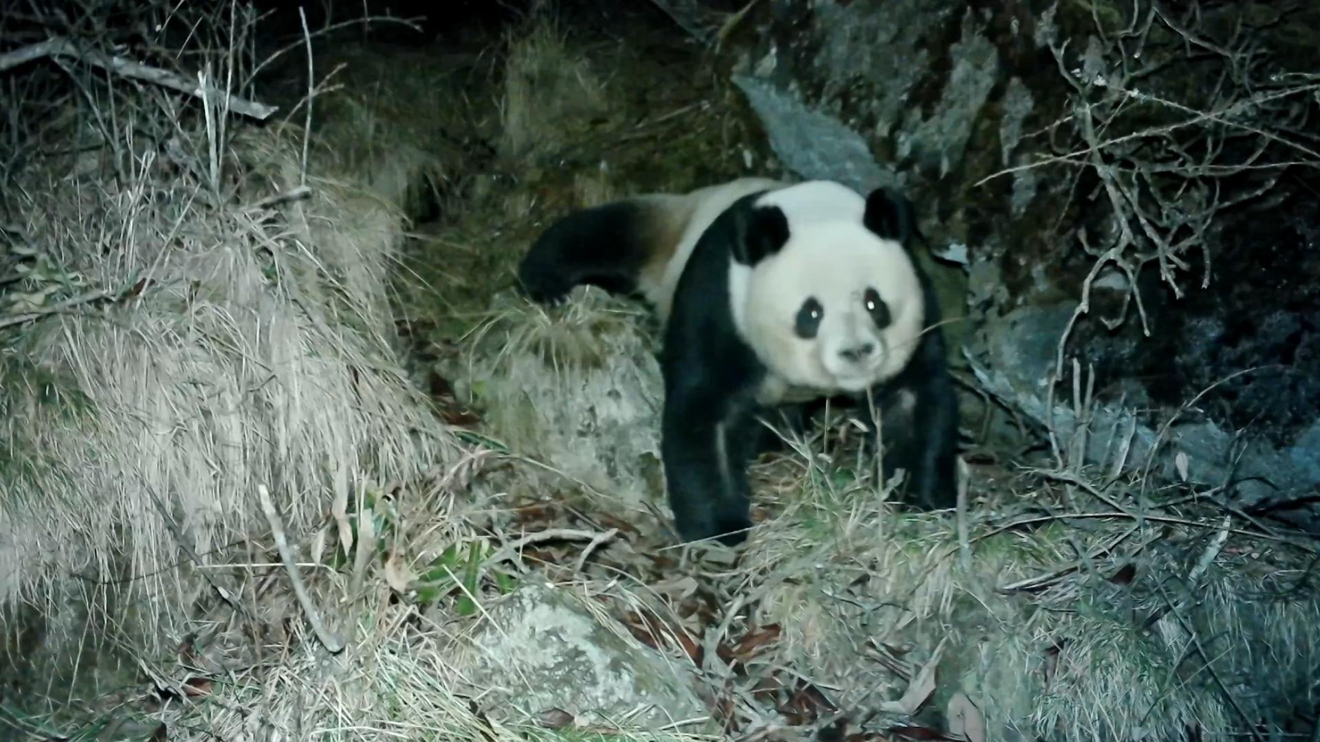 川金丝猴种群视频,川金丝猴现身绵竹