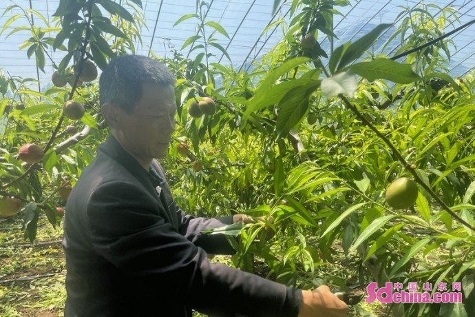 潍坊6月底成熟的油桃,潍坊大棚油桃