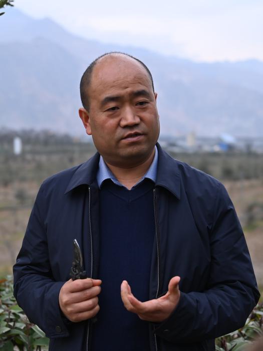 东西问丨赵海云:从地中海“远嫁”而来的油橄榄,如何适应“东方水土”?