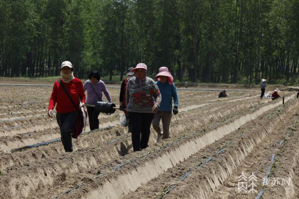 盐城生态高效农业示范园,响水黄河故道振兴视频
