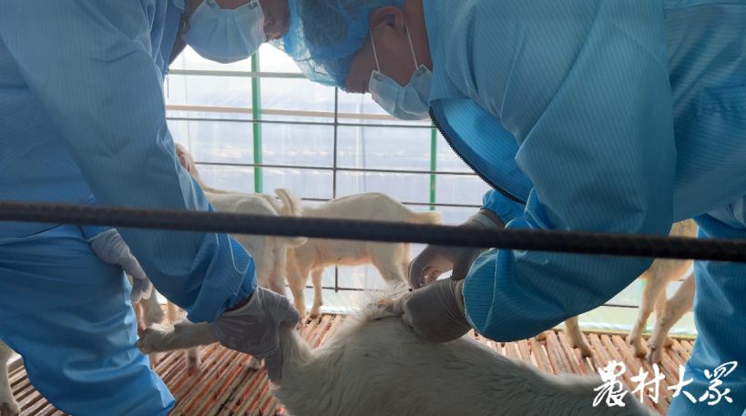 高档羊肉养殖技术,羊肉便宜是怎么养殖