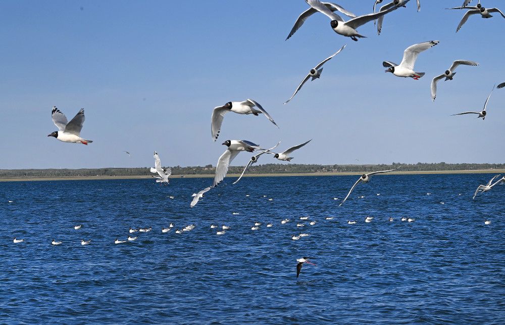 神木进入全国十强县,神木市蝉联中国西部百强县市第一
