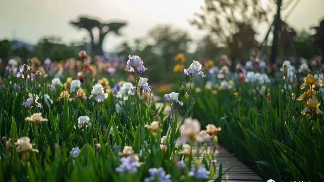 不同品种的鸢尾花怎么区分,鸢尾花品种及图片大全欣赏