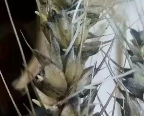 小麦从变质到霉变要多长时间,小麦秸秆霉变了怎么样处理