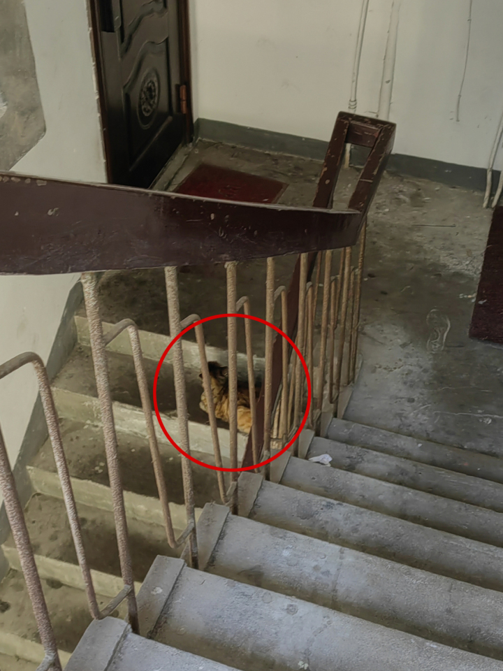 野猫抓伤小孩,抓伤的小猫