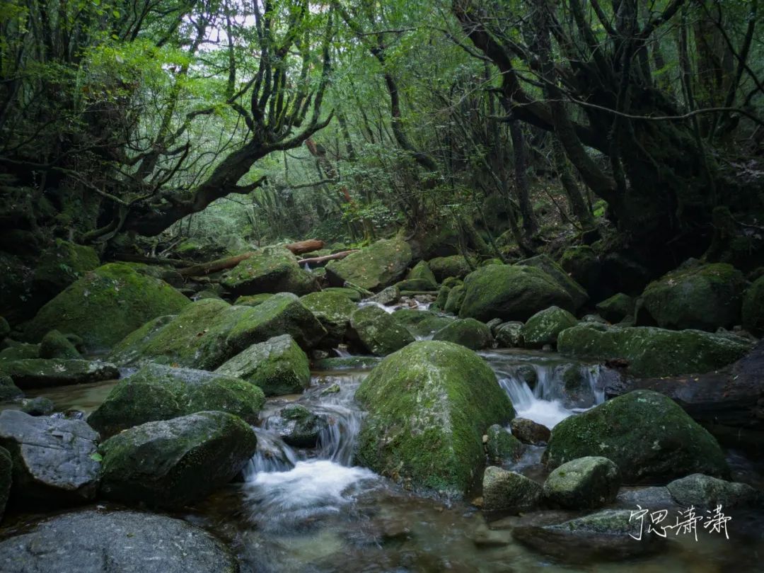 2023年最强影像标准版旗舰手机,2023四大影像旗舰手机