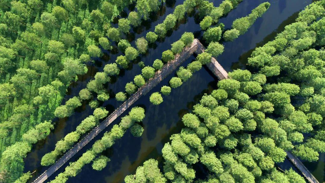 热浪来袭！沪上这6处避暑纳凉天堂，凉爽宜人风景如画，是夏天该去的地方