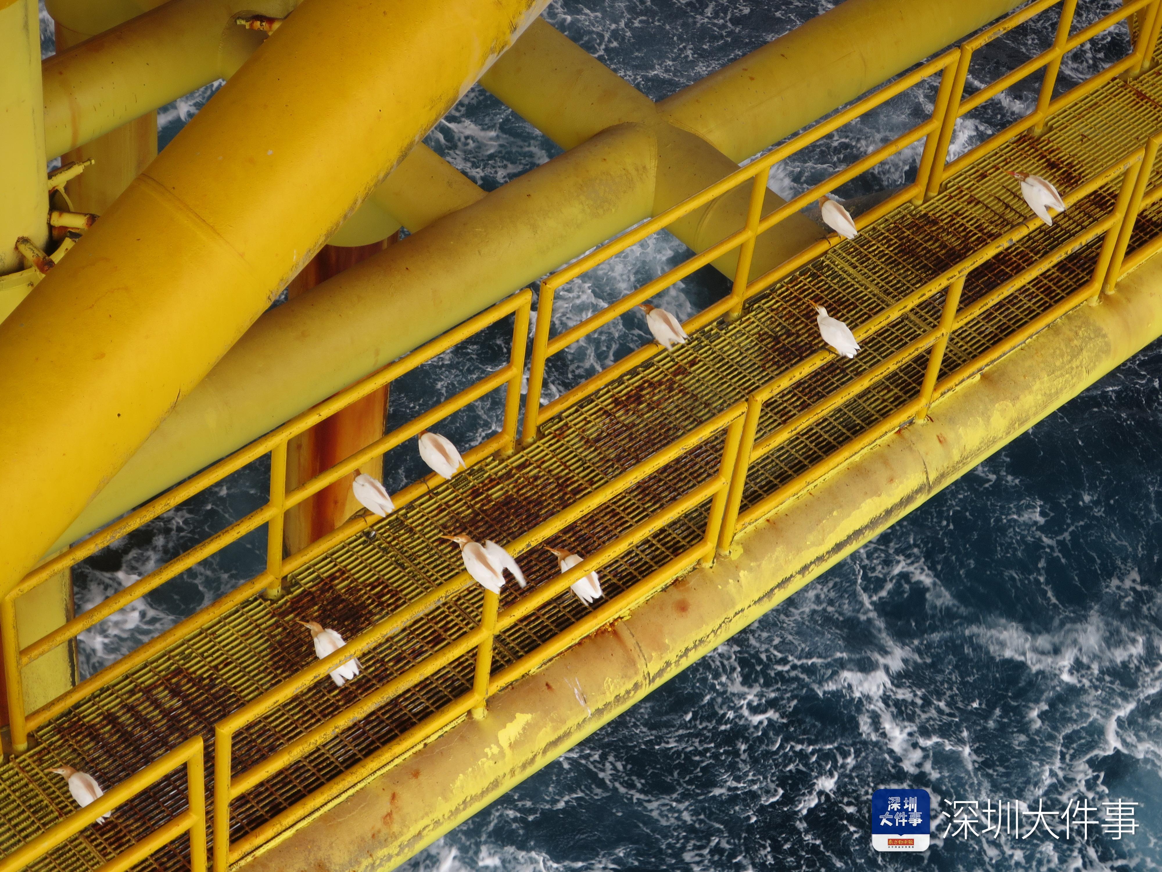 世界海洋日海豚,世界海洋日海豚守护