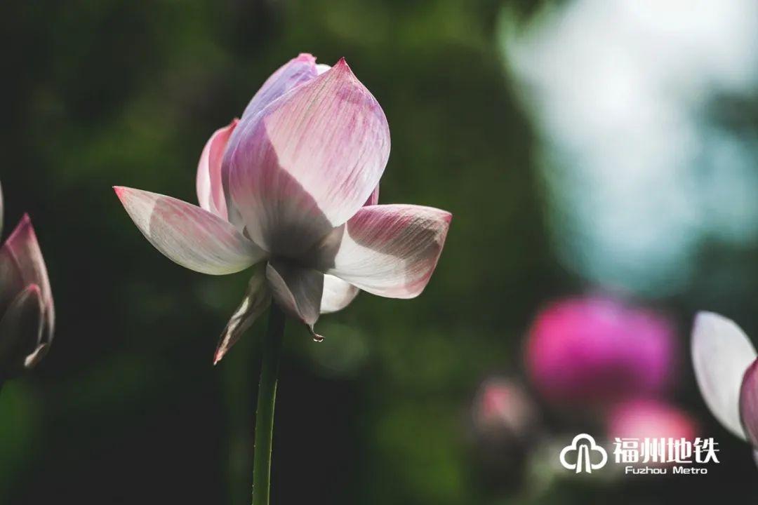 福州地铁4号线花海公园,福州地铁一号线金鸡山公园